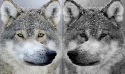 Mantusabra - #przegryw bo we mnie są dwa wilki