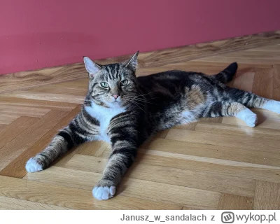Januszwsandalach - #pokazkota