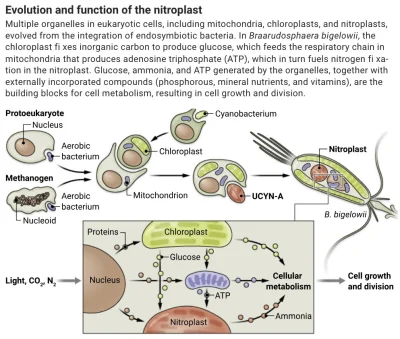 Lifelike - I. Nitroplast - pierwsze znane nauce organellum wiążące azot #biologia
II....