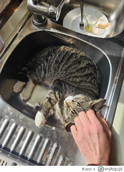 Kozzi - Czy zlewowy kitku można plusa? 
#pokazkota #koty