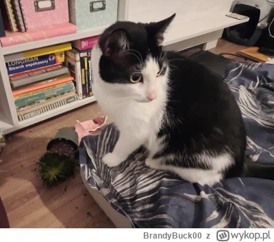 BrandyBuck00 - Kwiatek? Jaki kwiatek? Nie widzę ¯\(ツ)/¯
#koty #pokazkota #kitku