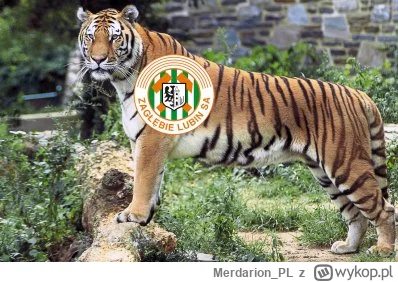 Merdarion_PL - Tygrys jest królem Puszczy. Bramka 28. #dolnoslaskitygrys
#mecz