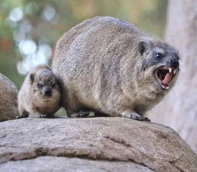 Sudice - Z dzieckiem
#hyrax #zwierzaczki