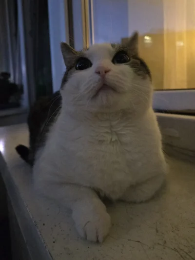 Solsith - #pokazkota #spaslak kuka na was, udanego pięteczku( ͡°( ͡° ͜ʖ( ͡° ͜ʖ ͡°)ʖ ͡...