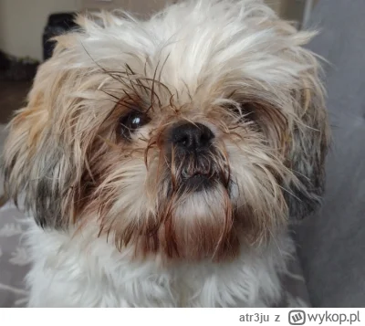 atr3ju - Też mam shih tzu