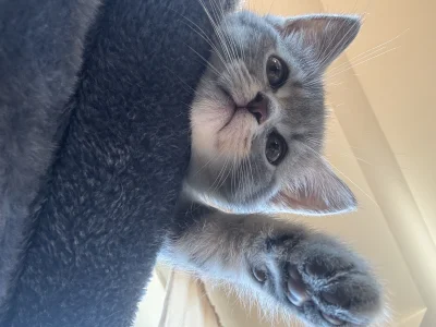 wybryk_natury - A kuku
#misiafanclub #kitku #pokazkota