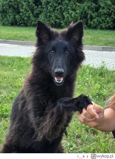 r__k - @omnipotentmasterofnone: mamy czarnego szczeniaka gronka akurat xD ale jeszcze...