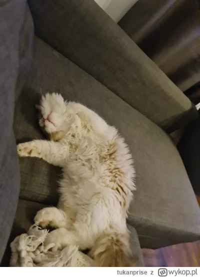 tukanprise - #pokazkota

Może moja kotka zrobi karierę w internecie