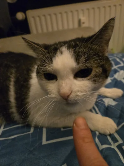 Solsith - #pokazkota #spaslak dziś agresywny(╥﹏╥)