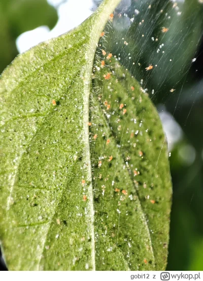 gobi12 - Chyba im u mnie dobrze, co? (｡◕‿‿◕｡)

Przypadkowo pozwoliłem na powstanie pr...