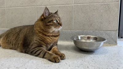 schroniskowekotki - Schroniskowy czonker, Rakun, pozdrawia ( ͡º ͜ʖ͡º)

#koty #kotyzes...