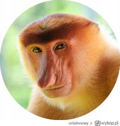 ortalionowy - @iforgotmypass_: moto flipper ( ͡° ͜ʖ ͡°)