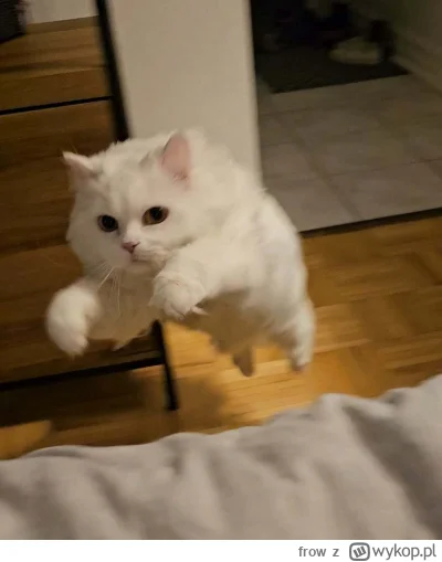 frow - Ale słodziak
#koty