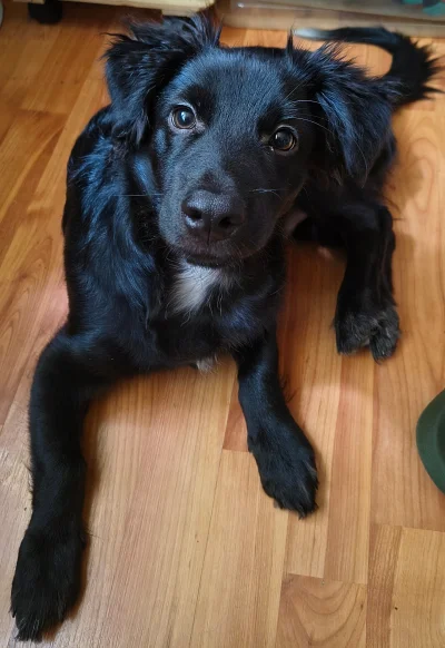 panDario - #psy #psiarze 

Rocky, 20 tygodni.