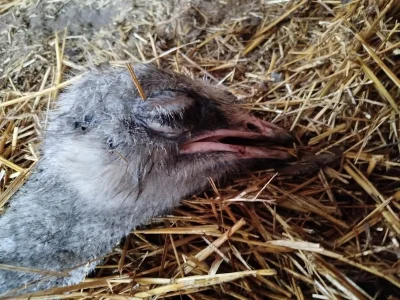 Moseva - Jak ktoś nie wchodzi na główną za bardzo, to warto zrobić wyjątek i wykopać ...