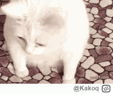 Kakoq - @yourgrandma: