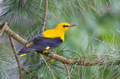 Lifelike - Wilga (Oriolus oriolus) [samiec]
Głos
Autor
#photoexplorer #fotografia #or...