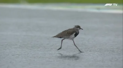 jude_88 - #f1 i c--j po kwalach, ktoś wrzucił bażanta na posesje