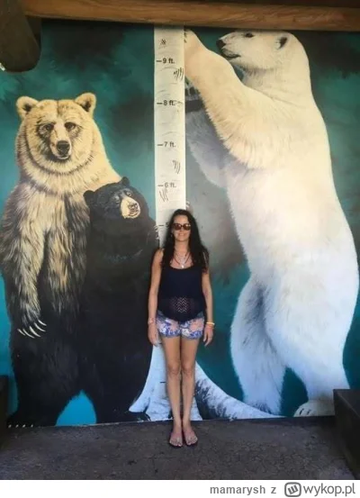 mamarysh - Z feja: "🐻 Praktyczne zdjęcie, aby zwizualizować rozmiar różnych niedźwie...