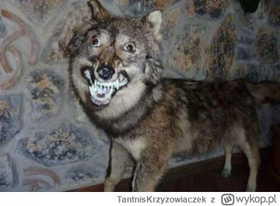 TantnisKrzyzowiaczek - witamy wśród wilków auuu

#famemma