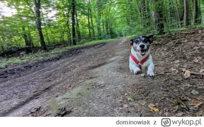 dominowiak - #psy #psiarze 
Ten groźny pies bez kagańca biegnie, żeby na ciebie skocz...