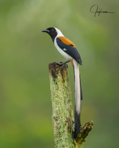 Lifelike - Srokówka białobrzucha (Dendrocitta leucogastra)
Autor
#photoexplorer #foto...