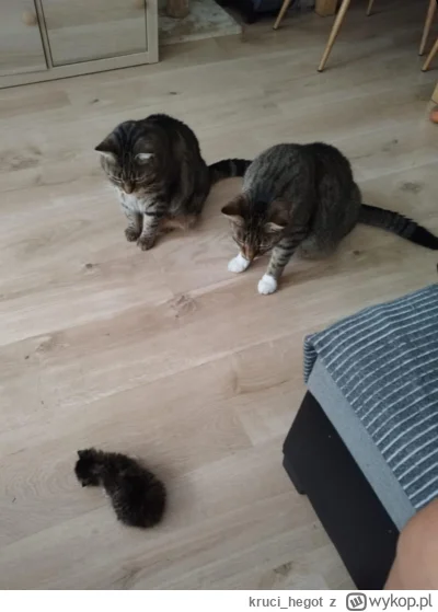 kruci_hegot - #pokazkota #suziq #koty #kitku
nic się nie zmieniło, nadal chłop chyczy...