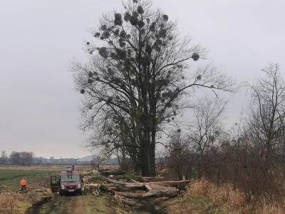 Jerzu - Komu przeszkadzają te drzewa w Michałowicach nad Raszynką?