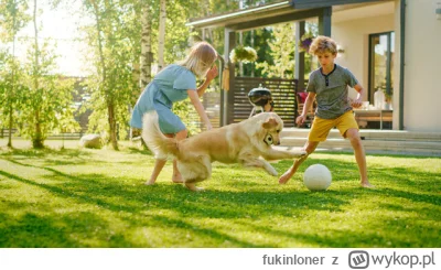 fukinloner - psy się kupuje/adoptuje  ja się zbudowało dom, zasadziło drzewo w (dużym...