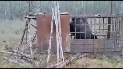 cheeseandonion - Rabid bear trying to escape the cage in Altai region, Russia