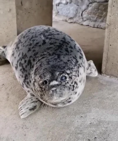 Deykun - #smiesznypiesek #zwierzaczki
A seal baby that has been born for 26 days????