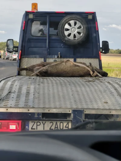 stanley-fieldmaster - To normalne, że ktoś wozi zwłoki zwierząt na lawecie? Dzisiaj t...