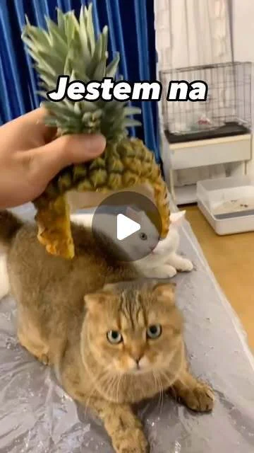 c.....r - @folwgnag94: jedyne prawilne :P