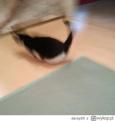 daray89 - #codziennykotopetany #dziwnekotki