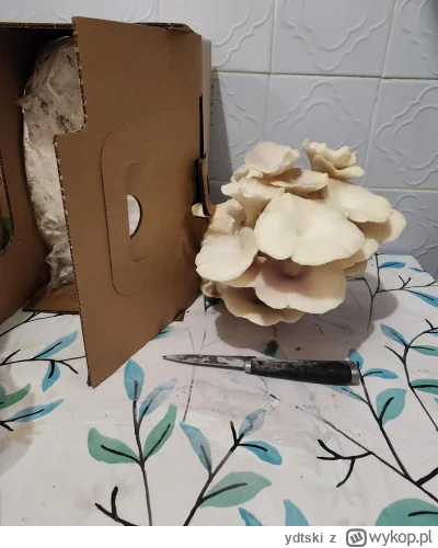 ydtski - Grzybnia boczniaka puściła tylko jedną gałąź, ale wszyscy się na nią gapią b...