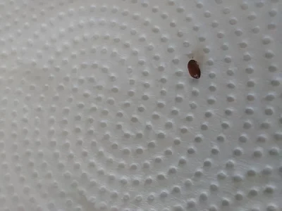piotr-zalega - Znalazłem dziś takiego owada na ścianie, zdjęcie zrobione w trybie mak...