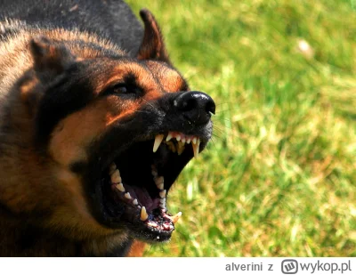 alverini - Nie wiem, jak to się stało, ale odkąd sąsiad z naprzeciwka kupił psa, całe...
