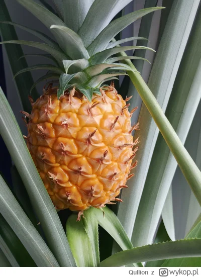 Qullion - No i przyszła pora na ścięcie ananasa. #ogrodnictwo #rosliny
Trochę fotek n...