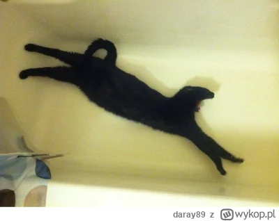 daray89 - #codziennykotopetany #dziwnekotki
