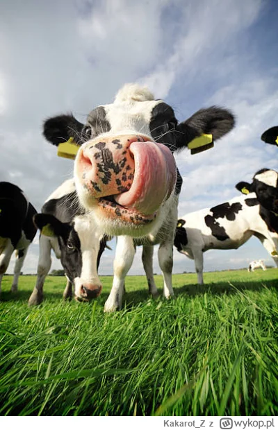 Kakarot_Z - @wfyokyga: o skubana