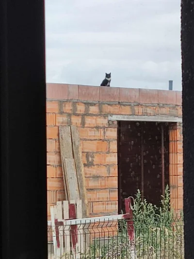 pytunk - Król spogląda z wyższością na ludzi stłoczonych w swoich mikrokawalerkach
#h...