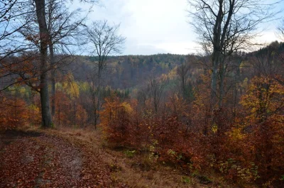 tigletpilesarus - Nawet krajobraz leśny nieco przypominający niższe fragmenty Sudetów...