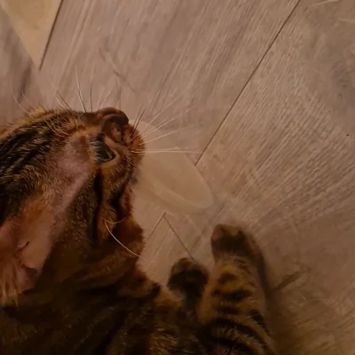 Lujdziarski - #pokazkota #dziarskikacperek gdybym go nie znał, to może bym się bał xD