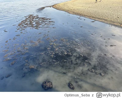 Optimus_Seba - Zapraszam do Sopotu. Tutaj zatankujecie swoje diesle za darmo tyle rop...