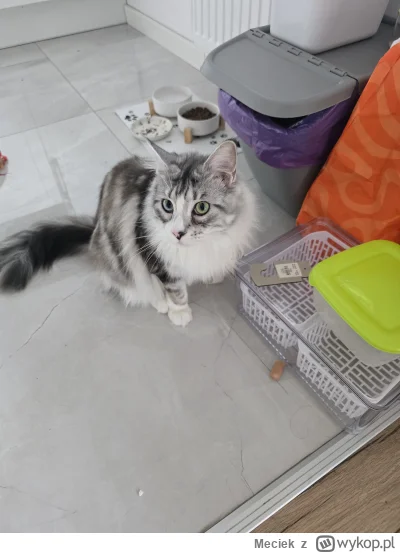 Meciek - Czy wasze koty tez  maja na jakims punkcie zajoba ?

Moja Nelka wariuje jak ...