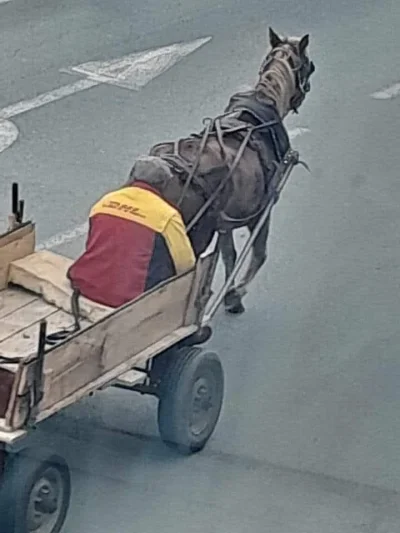 troglodyta_erudyta - DHL po miesiącu w Rosji.