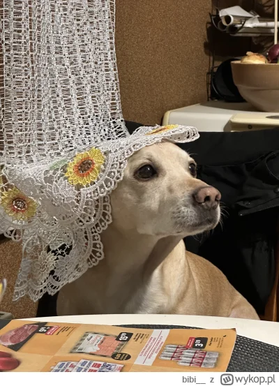 bibi__ - Kiedy to śniadanie?
#pieseczkizprzypadku #pokazpsa #pies