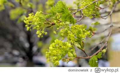 dominowiak - #w---------------j #drzewa 
Wszyscy wiedzą jak wyglądają owoce klonu, ta...