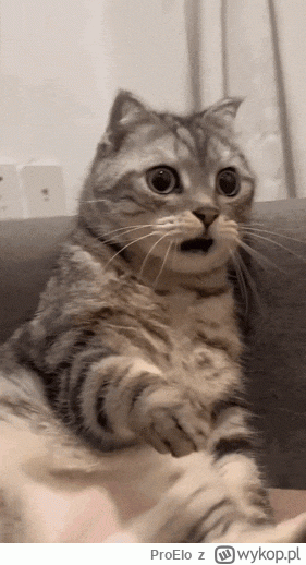 ProElo - czo ta Albania.... :>

#mecz