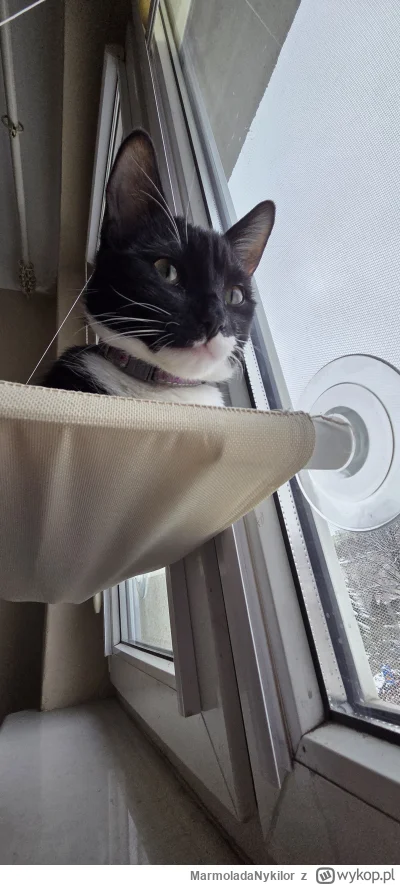 MarmoladaNykilor - #pchelkafanclub #kot
